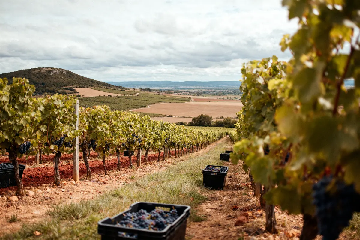 Côte du Rhône : guide des meilleurs vins et sélections AOC