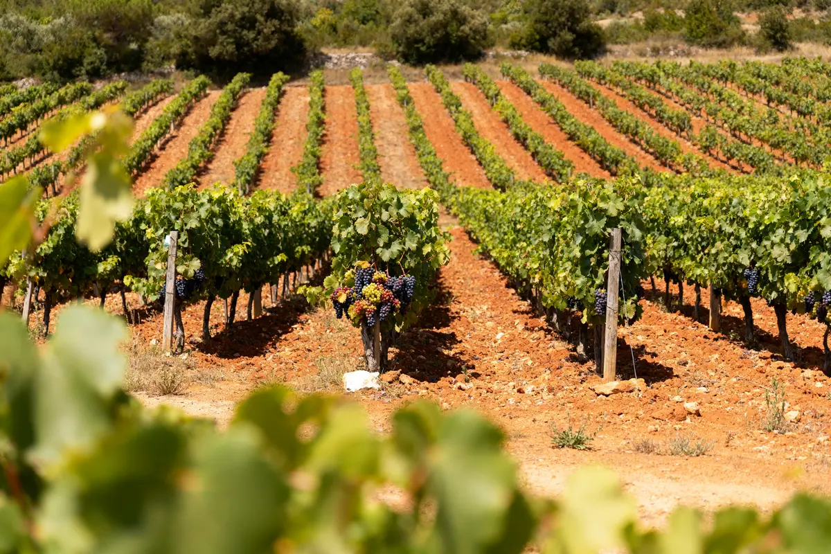 Marcillac Vallon : vins, patrimoine et tourisme à découvrir