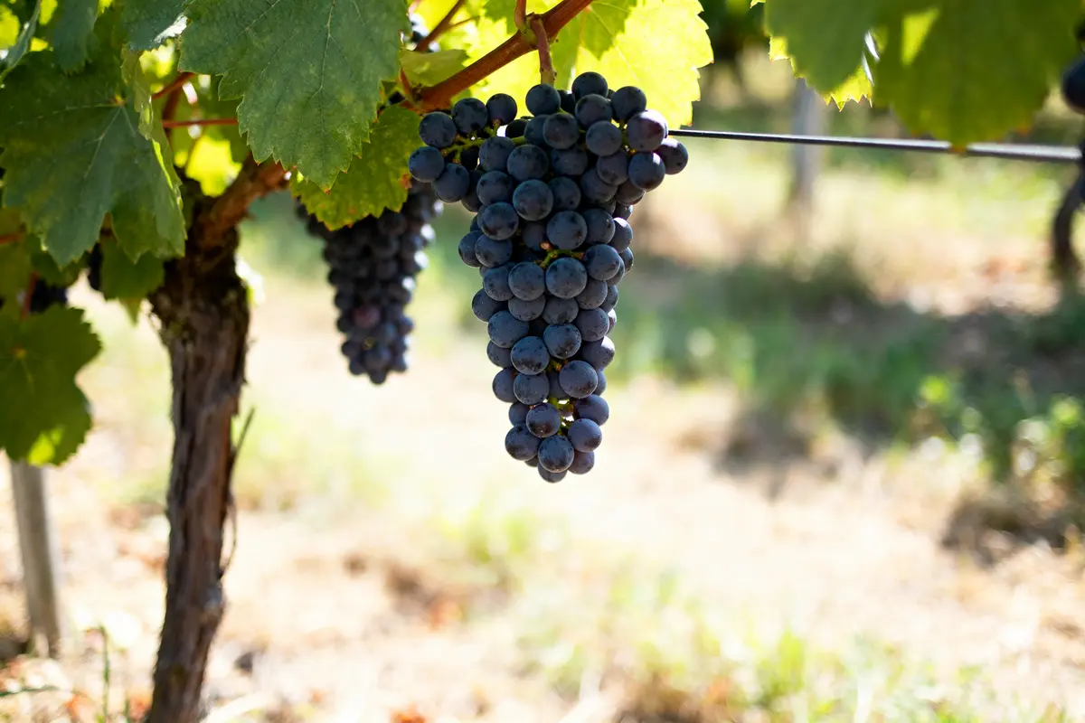 Pinot noir : guide complet des caractéristiques et accords