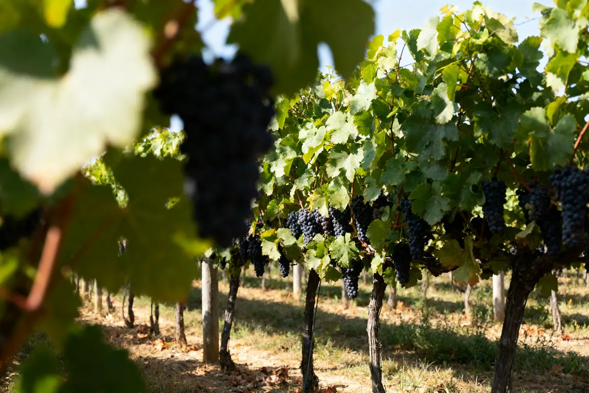 Cépages à Bordeaux : Quels sont les meilleurs ?