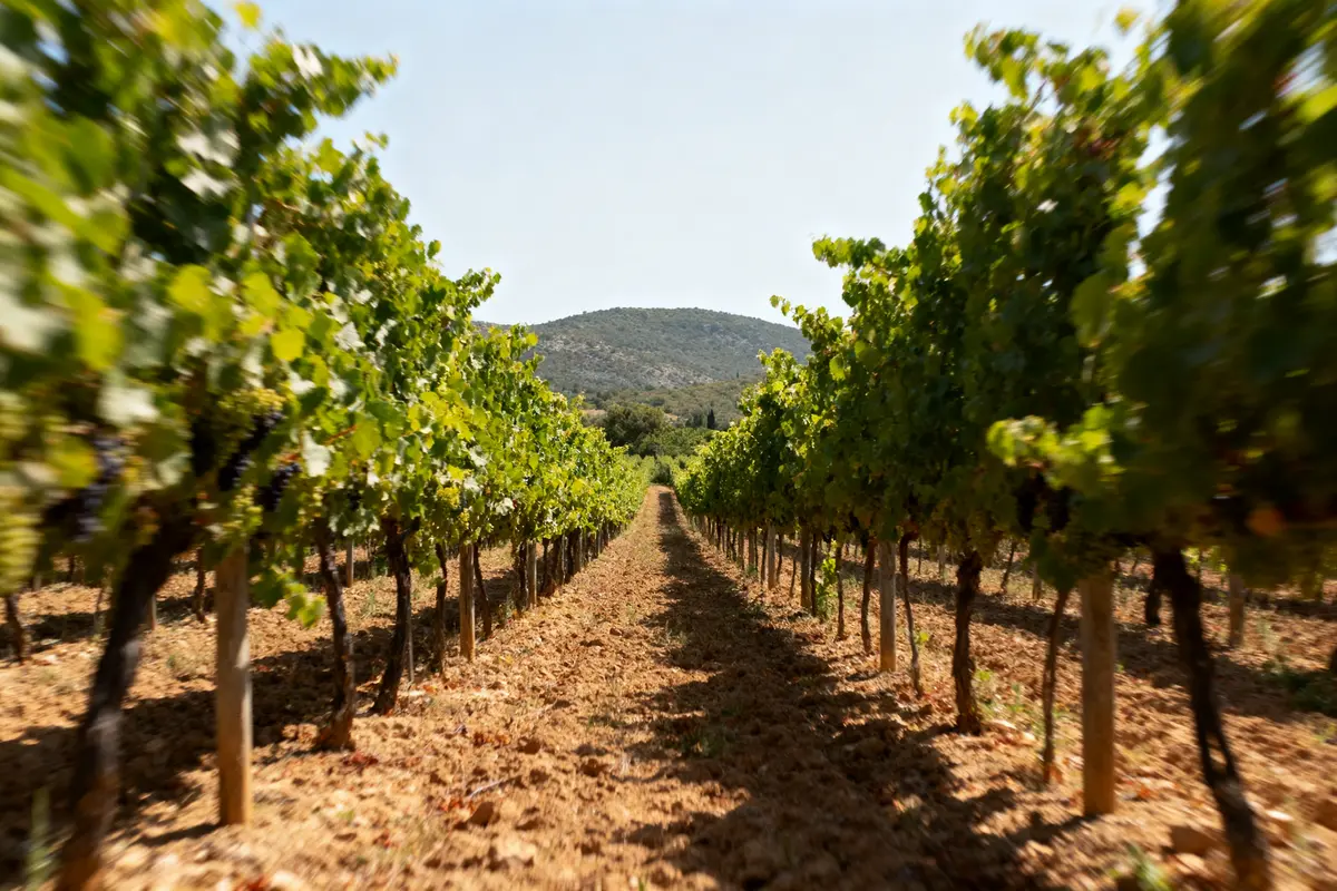 Découvrez le Domaine Miraval : Rosé de prestige et Évasion ?