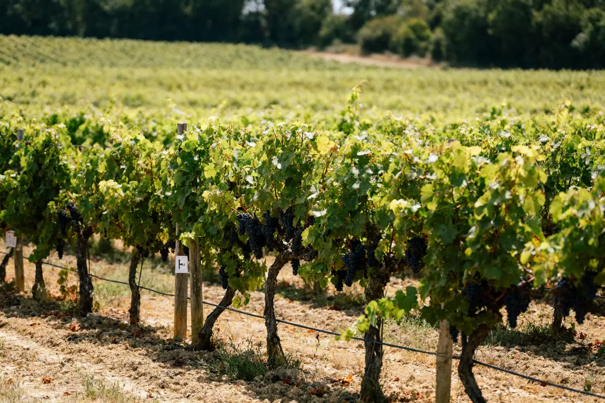 Vignes avec raisins noirs mûrs sous le soleil, entourées de verdure et arbres en arrière-plan.