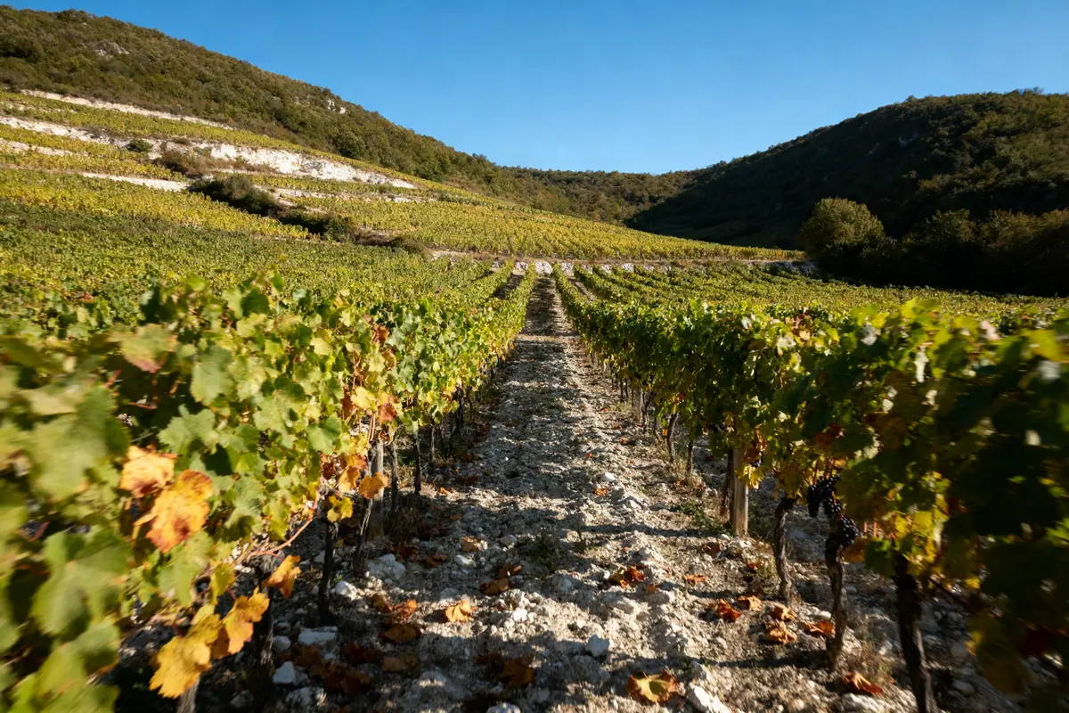 Vignoble verdoyant en terrasses sous un ciel bleu clair, encadré par des collines verdoyantes.