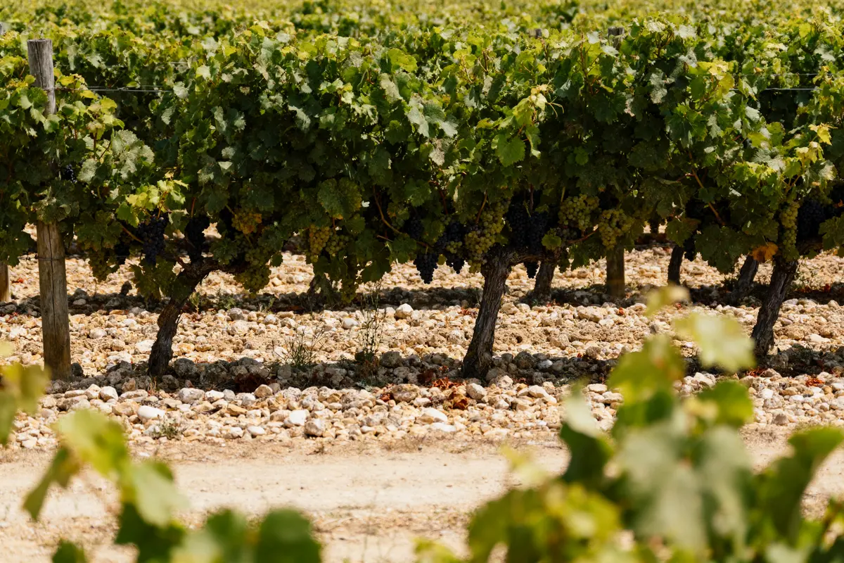 Vignes avec raisins mûrs, sol caillouteux, sous un ciel clair et lumineux, rangées bien alignées.