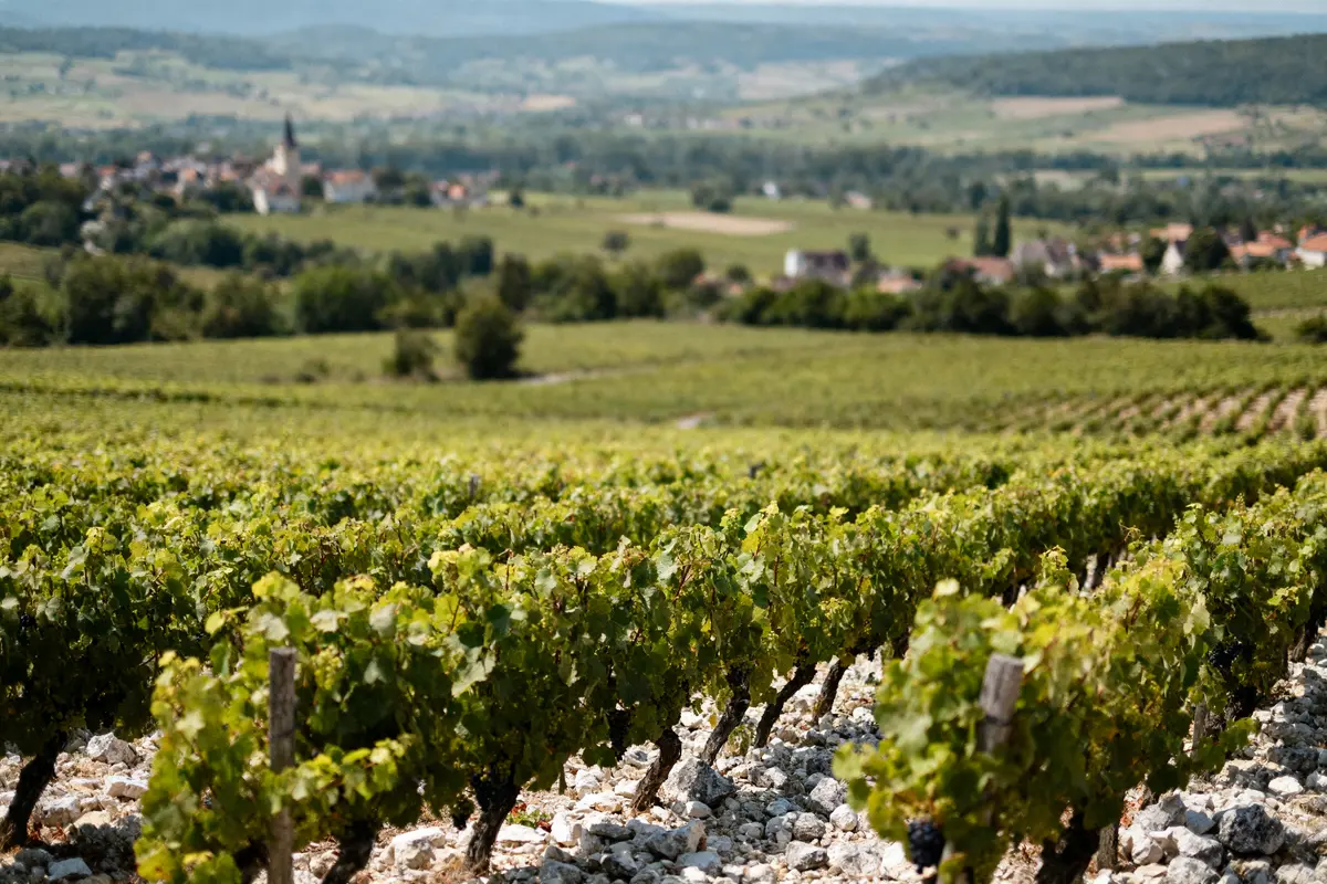 Pouilly Fuissé : Tout ce qu’il faut savoir sur cette AOC !